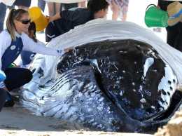 Австралийцы спасли выбросившегося на пляж детеныша кита