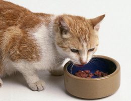Питание кастрированных котов