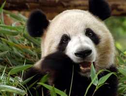 Как панды выживают на скудной бамбуковой диете?