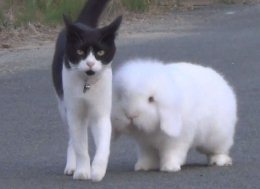 Кролик и кошка обожают гулять вместе