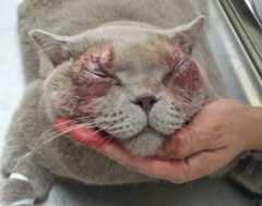 В Твери кошке с редким недугом провели успешную операцию
