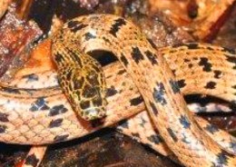 В лесах Камбоджи обнаружен новый вид зубастой змеи
