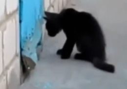 Котенок-спасатель, или Друг познается в беде (Видео)