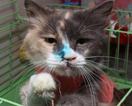 В Краснодаре сделали пластическую операцию бездомной кошке