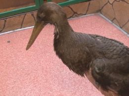 В Иркутске спасают птенца редкого черного аиста
