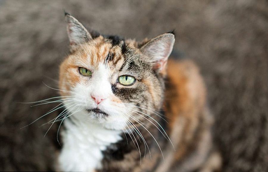Самая старая кошка в мире отметила 25-летие