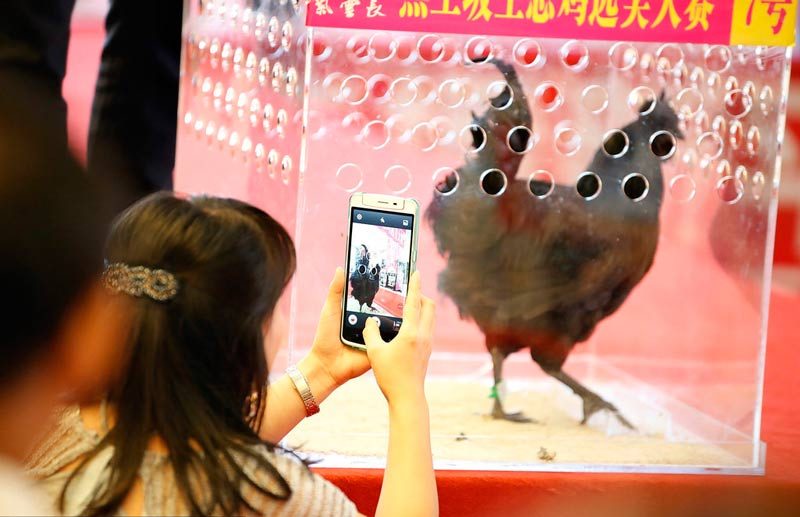 В Китае выбрали самую красивую курицу