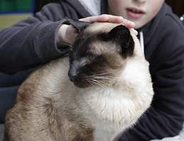 В Новой Зеландии кот десять лет жил на две семьи.