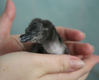 В красноярском зоопарке родился первый очковый пингвиненок