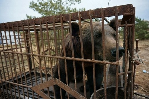 В Самаре с притравочной станции спасли двух медведей
