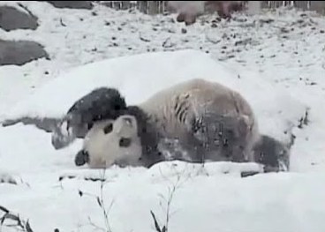 Гигантская панда из канадского зоопарка кувыркается в снегу