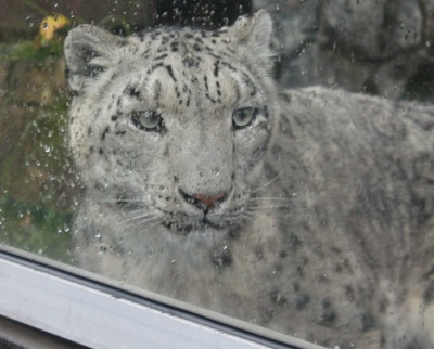 В Красноярский зоопарк на пять лет привезли самца снежного барса