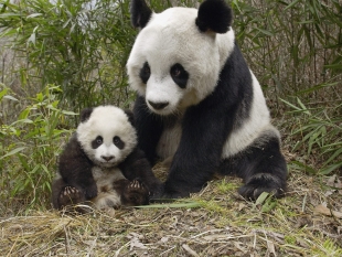 Китайцы узнали новые сведения о диких больших пандах