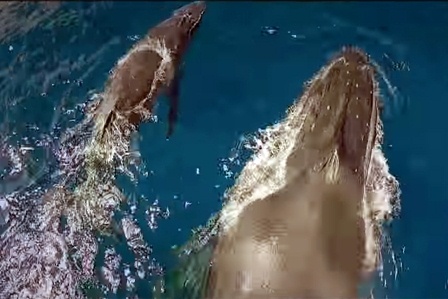 Дайвер снял потрясающие кадры с горбатыми китами с помощью дрона