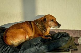 В Кольцово преданная собака почти год ждала в больнице умершего хозяина