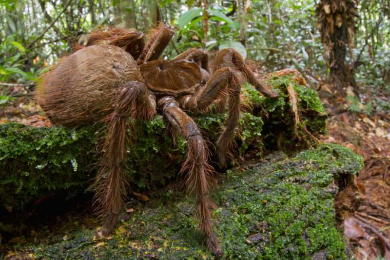 В Южной Америке нашли самого большого паука