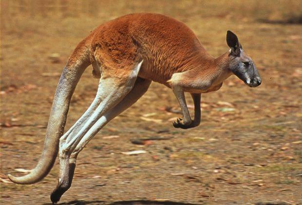 Австралийские кенгуру: От крошек, размером с мышь, до гигантов ростом с человека