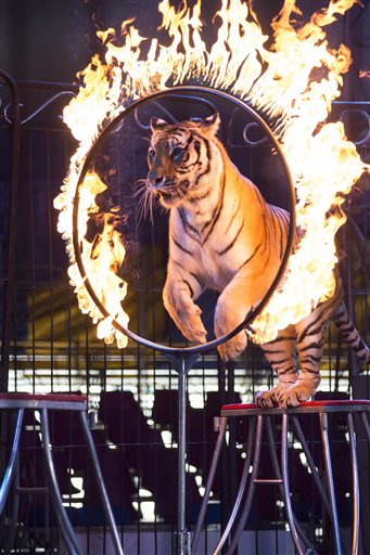 В Мексике законодательно запретили использовать в цирке диких животных