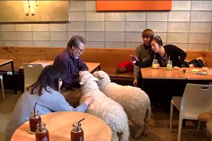 В сеульском кафе можно погладить овцу