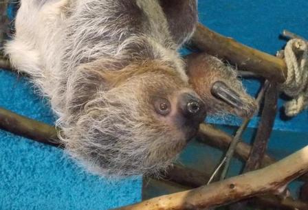 В Московский зоопарк привезли двупалого ленивца