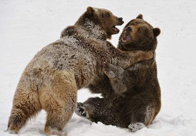 Игривая медвежья борьба и нежные медвежьи объятия