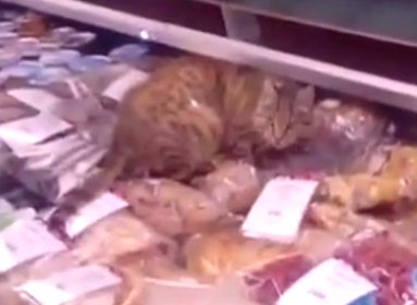 Кот неплохо пообедал деликатесами в магазине аэропорта Владивостока
