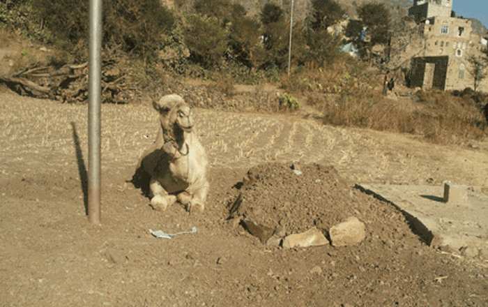 В Йемене верный верблюд не уходит с могилы своего хозяина