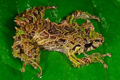 Крошечная лягушка из Эквадора умеет менять структуру кожи