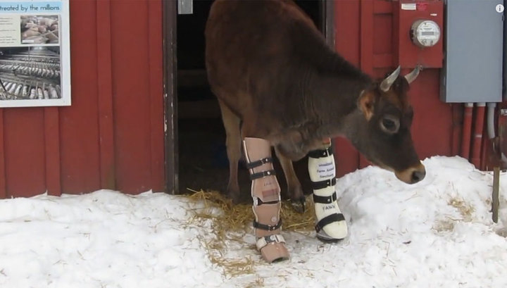 Корова научилась ходить на двух протезах