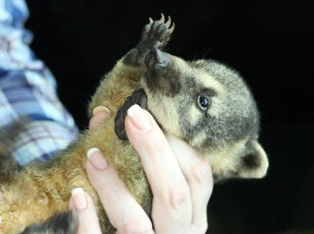 В Красноярском зоопарке показали детенышей носух (коати)