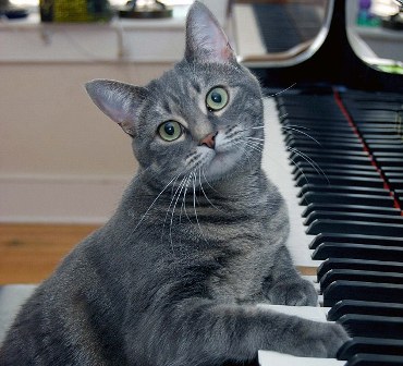 Ученые создали специальную музыку, которая делает кошек ласковыми