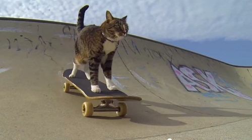 Кошка-скейтбордистка Диджа удивляет своими трюками