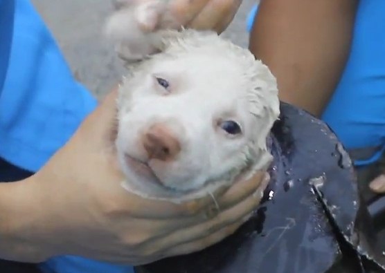 В Таиланде спасли щенка, застрявшего в трубе