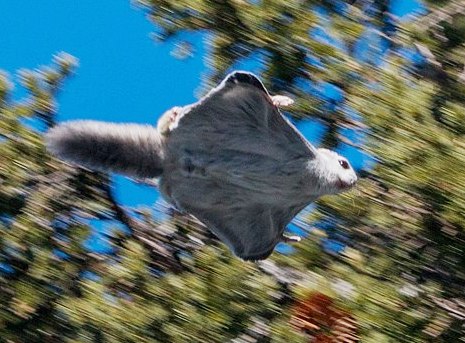 Челябинский фотограф сделал в Башкирии уникальные снимки белки-летяги