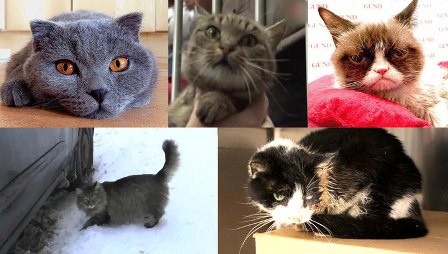 1 марта-Международный день кошек: Пять историй, которые нас удивили