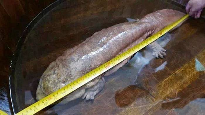 В китайском парке случайно нашли редчайшую исполинскую саламандру