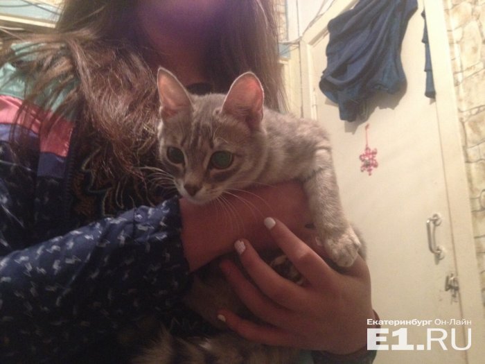 В Екатеринбурге спасли котенка, которого едва не заклевали вороны