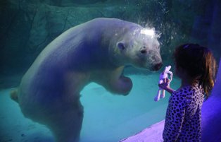 Полярные медведи из России дебютировали в зоопарке Бразилии