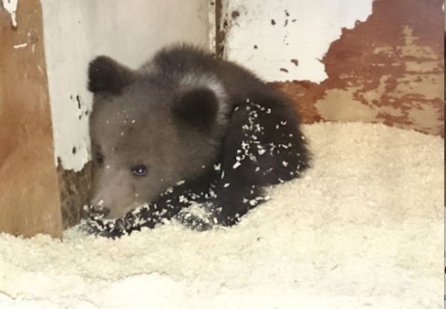 Медвежонка, найденного в Новой Москве, могут выпустить обратно в природу