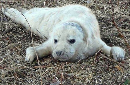 В Центре сохранения морских млекопитающих приняли уже пять детенышей тюленя