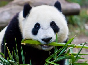 Большие панды - Завоеватели людских сердец