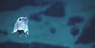 Неизвестные науке глубоководные существа впервые засняты на видео