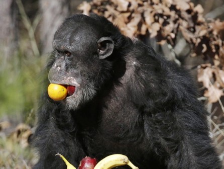 Эксперименты показали, что шимпанзе могут готовить пищу