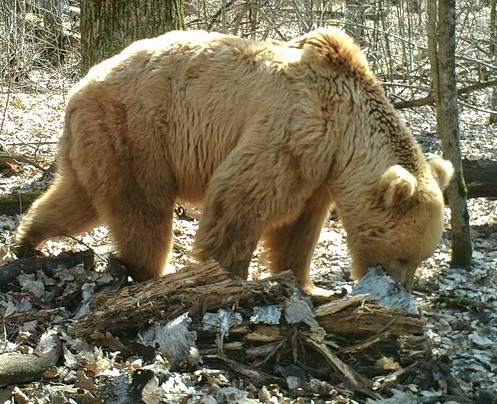 В заповеднике «Брянский лес» засняли медведя с редким «соломенным» окрасом