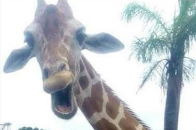 Смеющийся жираф попал на селфи ирландских туристов