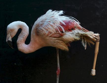 Для фламинго из бразильского зоопарка сделали протез ноги