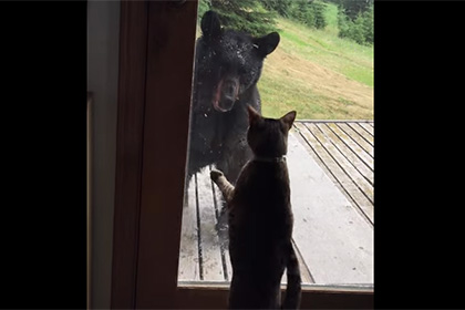 На Аляске домашняя кошка напугала дикого медведя