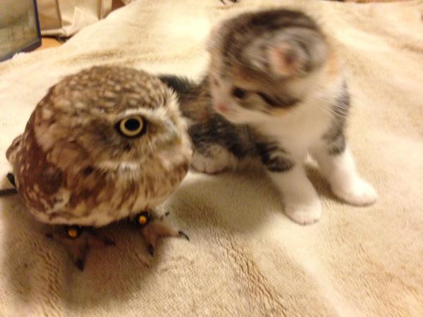 В японском кафе подружились котенок и сова