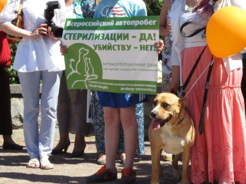 Состоялся Всероссийский автопробег в защиту бездомных животных