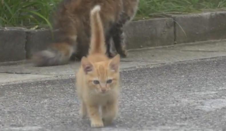 В Японии уличный котенок подружился с фотографом